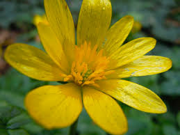 Attēlu rezultāti vaicājumam “Ficaria verna flower”