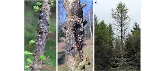 Attēlu rezultāti vaicājumam “Lachnellula willkommii”