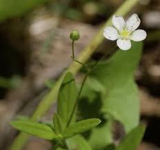 Attēlu rezultāti vaicājumam “Moehringia lateriflora flower”