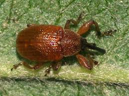 Attēlu rezultāti vaicājumam “Anthonomus phyllocola”