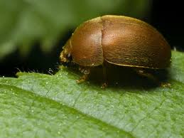 Attēlu rezultāti vaicājumam “Cychramus luteus”