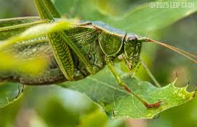 Attēlu rezultāti vaicājumam “Rabdophaga heterobia”