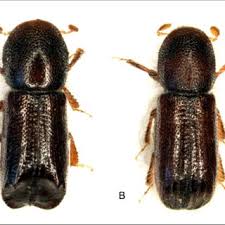 Attēlu rezultāti vaicājumam “Ontholestes murinus”