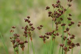 Attēlu rezultāti vaicājumam “Juncus compressus fruit”
