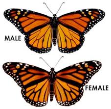 Image result for monarch butterfly