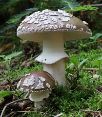 Attēlu rezultāti vaicājumam “Amanita excelsa”