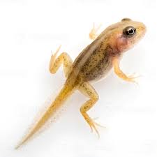 Attēlu rezultāti vaicājumam “Rana temporaria”