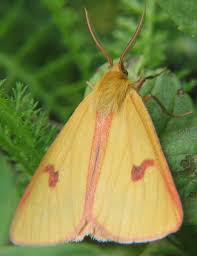 Attēlu rezultāti vaicājumam “Diacrisia sannio”