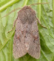 Attēlu rezultāti vaicājumam “Orthosia populeti”