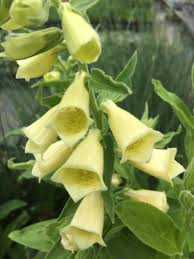 Image result for Digitalis grandiflora