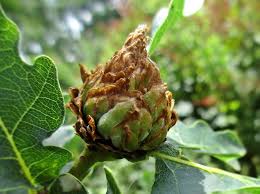 Attēlu rezultāti vaicājumam “Andricus foecundatrix”