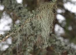 Attēlu rezultāti vaicājumam “Bryoria capillaris”