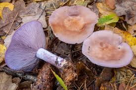 Attēlu rezultāti vaicājumam “Lepista sp.”