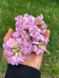 Attēlu rezultāti vaicājumam “Robinia neomexicana flower”