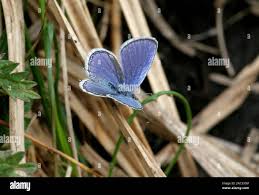 Attēlu rezultāti vaicājumam “Everes argiades”