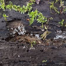 Attēlu rezultāti vaicājumam “Stemonitopsis typhina var. similis”