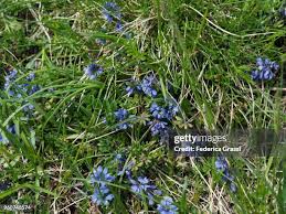Attēlu rezultāti vaicājumam “Polygala vulgaris leaf”