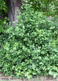 Attēlu rezultāti vaicājumam “Euonymus europaeus leaf”