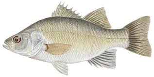 Image result for Morone americana