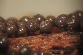 Attēlu rezultāti vaicājumam “Cribraria argillacea macro”