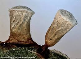 Attēlu rezultāti vaicājumam “Craterium leucocephalum”