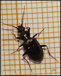 Attēlu rezultāti vaicājumam “Loricera pilicornis”