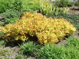 Attēlu rezultāti vaicājumam “Lamium maculatum”