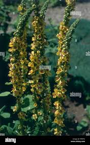 Image result for Verbascum nigrum