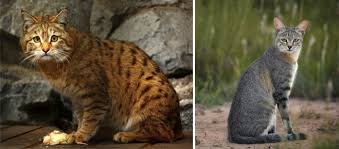 Attēlu rezultāti vaicājumam “Felis silvestris catus adult”