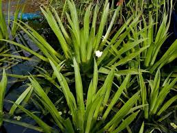 Attēlu rezultāti vaicājumam “Stratiotes aloides leaf”