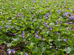 Image result for violet