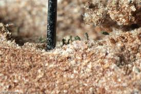 Attēlu rezultāti vaicājumam “Microcalicium disseminatum”