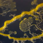 Attēlu rezultāti vaicājumam “Physarum nitens young”