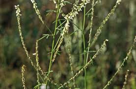 Attēlu rezultāti vaicājumam “Melilotus wolgicus”