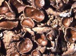 Attēlu rezultāti vaicājumam “Melanohalea olivacea”