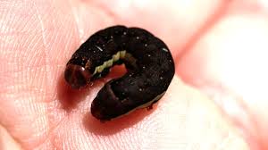 Attēlu rezultāti vaicājumam “Lithomoia solidaginis”