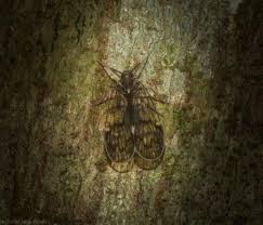 Attēlu rezultāti vaicājumam “Cixiidae”