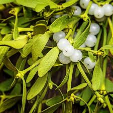 Attēlu rezultāti vaicājumam “Viscum album”