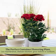 Image result for Red Rose Cc