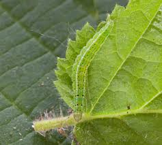 Attēlu rezultāti vaicājumam “Ypsolopha parenthesella”