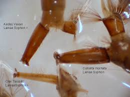 Attēlu rezultāti vaicājumam “Culex pipiens larva”