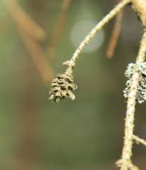 Attēlu rezultāti vaicājumam “Adelges laricis”