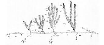 Attēlu rezultāti vaicājumam “Lycopodium annotinum”