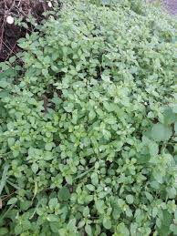 Attēlu rezultāti vaicājumam “Stellaria media”