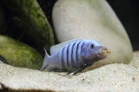 Risultati immagini per cynotilapia pulpican