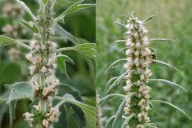 Attēlu rezultāti vaicājumam “Leonurus quinquelobatus”