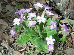 Attēlu rezultāti vaicājumam “Primula veris var. rubra”