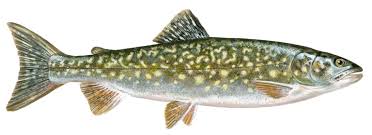 Image result for Salvelinus namaycush