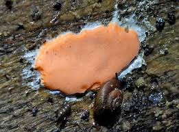 Attēlu rezultāti vaicājumam “Lycogala ustulatum young”