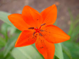 Attēlu rezultāti vaicājumam “Tulipa gesneriana”